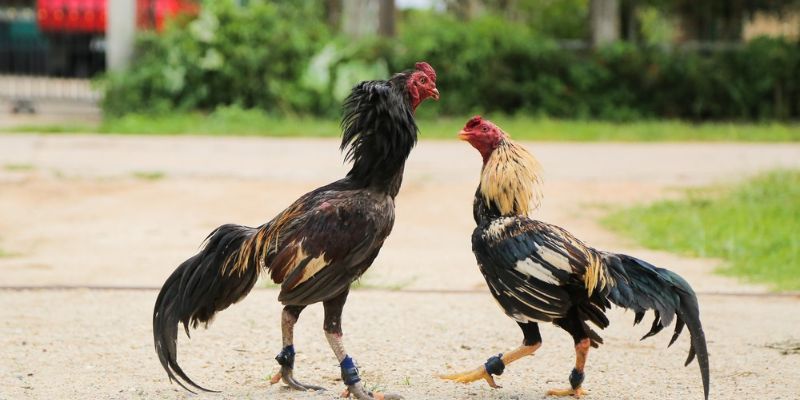 4 Kinh Nghiệm Chơi Đá Gà Chuẩn Xác Từ Các Cao Thủ Lão Làng 1 kinh nghiệm chơi đá gà